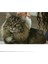 Kedi Köpek Pire Temizleyici Pire Tarağı Flea Doctor 2