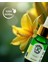 Doğal Cam Damlalıklı Ylang Ylang Uçucu Yağ 10ml 4