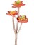 Menashop Metrashop Yapay Kaktüs Sukulent Kırmızı 35 cm 3