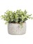 Menashop Metrashop Concept Midori Saksılı Yapay Bitki 12 x 20 cm 1