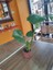 Deve Tabanı-Monstera (Canlı Çiçek) 2