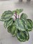 Dua Çiçeği-Calathea (Canlı Çiçek) 1