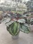 Dua Çiçeği-Calathea (Canlı Çiçek) 2