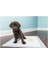 Köpek Tuvalet Çiş Eğitim Pedi 60X90 cm ( 10 Adet ) 2