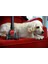 Forever Turbo Başlıklı C5 Cat&dog 900W Çift Turbo Fırçalı Toz Torbasız Elektrikli Süpürge 4