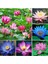 4 Adet Karışık Renklerde Lotus (Nilüfer) Çiçeği Tohumu 1
