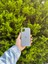 Apple iPhone 11 Gri Lansman Uyumlu Içi Kadife Silikon Kılıf 1