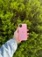 Apple iPhone 11 Pembe Lansman Uyumlu Içi Kadife Silikon Kılıf 1