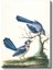 John James Audubon - Mavi Alakargalar Kanvas Tablo 2