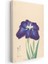 Ohara Koson - Mor Iris Çiçeği Japon Tarzı Illüstrasyon Kanvas Tablo 3