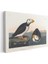 John James Audubon - Büyük Gagalı Deniz Papağanları Kanvas Tablo 3