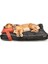 Luxury Köpek Yatağı ve Yastık Takımı - Jewel Large 1 Adet 1