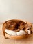 Luxury Fleck Rattan Pet Yatağı 1 Adet 5