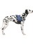 Luxury Belden Köpek Tasması Maestro 2.0 Xxl 83-113 cm x 38 mm 1 Adet 1