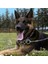 Luxury Zincir Tasma Köpek Bağlama Zinciri Köpek Zinciri 4mm Cılbır Zincir 5 Adet 200CM 1 Adet 1