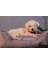 Luxury Pawtrail Kedi Köpek Yatağı(Nakış Isimlik Hediyeli) 1 Adet 1