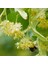 Ihlamur (Tillia Tomentosa) Fidanı 5 Adet 1