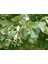 Ihlamur (Tillia Tomentosa) Fidanı 5 Adet 2