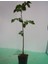 Ihlamur (Tillia Tomentosa) Fidanı 5 Adet 3