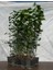 Ihlamur (Tillia Tomentosa) Fidanı 5 Adet 4