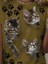 Kadın Kısa Kollu Kedi ve Pati Baskılı Süprem T-Shirt 2
