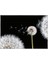 Poster 125 P8 (3.68*2.54CM) 1
