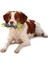 Cool Teething Stick Yavru Köpek Diş Kaşıma Oyuncağı 3