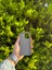 Apple iPhone 15 Pro Gri Lansman Uyumlu Içi Kadife Silikon Kılıf 2