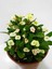 Beyaz Dikenler Tacı Euphorbia Milii 2