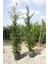 Yeşil Leylandi Cupressocyparis Leylandii (Cupressaceae) 5 Adet 2