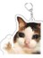 Süper Sevimli Ekmek Patlayan Kedi Miyav Meme Anahtarlık Anahtarlıklar Aksesuarlar Için Yüzük Çanta Kolye Anahtarlık Takı Hayranları Aşk Hediyeleri Renk: Stil 4 / Boyut: 55MM (Yurt Dışından) 1