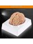 8 Parça Insan Beyin Anatomik Model 15X12X11CM Parçalara Ayrılabilir Nörobilim Beyin Cerrahi Eğitim Maketi 1