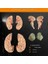 8 Parça Insan Beyin Anatomik Model 15X12X11CM Parçalara Ayrılabilir Nörobilim Beyin Cerrahi Eğitim Maketi 5