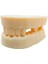 Silikon Çene Diş Dikiş Modeli Ortodontik Alt Üst Çene Periodontal Eğitim Modeli-4 5