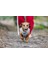 Köpek Göğüs Tasması, Neopren, Gri, S, 38-44cm 4