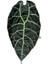 Alocasia Watsoniana (Fil Kulağı) 2