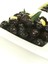 Gemlik Sofralık Siyah Zeytin 1500 gr (231-290) 3