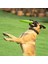 Xixishop Köpek Uçan Disk Hafif Yüzebilen (Yurt Dışından) 3