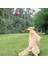 Xixishop Köpek Diş Temizleme ve Öğütme Çiğnemelik Oyuncak (Yurt Dışından) 5