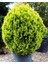 Altuni Top Mazı Thuja Orientalis Aurea Compacta Nana 5 Adet 2
