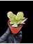 Yeşim Bitkisi / 5,5 cm Saksıda / Crassula Platyphylla Variegata Succulent 4