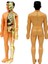 The Human Body Insan Vücudu 3D Eğitim Seti 3302 2