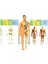 The Human Body Insan Vücudu 3D Eğitim Seti 3302 4
