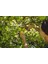 Menashop 1001424 Smartfit Bypass Budama Makası P68 2