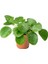 Çin Para Pilea Çiçeği 10-20 cm 1