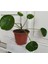 Çin Para Pilea Çiçeği 10-20 cm 2