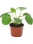 Çin Para Pilea Çiçeği 10-20 cm 3