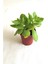 Crassula Ovata Para Şans Çiçeği Fidanı 10-20 cm 1