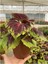 Karışık Renkli Kolyos Coleus Çiçeği 1 Adet 10-20 cm 2