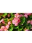 Pembe Şeker Begonya Çiçeği Fidanı Saksılı 10-20 cm 1